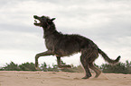 male Deerhound