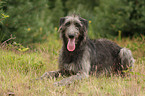 male Deerhound