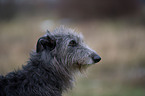 Deerhound Portrait