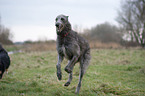 running Deerhound