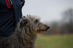 Deerhound Portrait