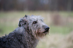 Deerhound Portrait