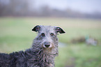 Deerhound Portrait