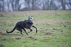 running Deerhound