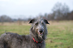 Deerhound Portrait