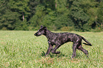 Deerhound puppy