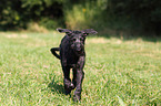 Deerhound puppy