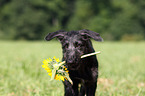 Deerhound puppy