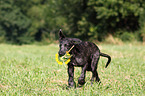 Deerhound puppy