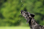 Deerhound puppy