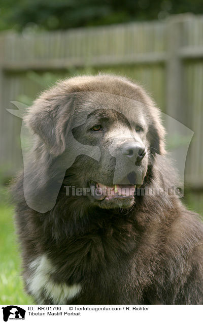 Tibetan Mastiff Portrait / RR-01790