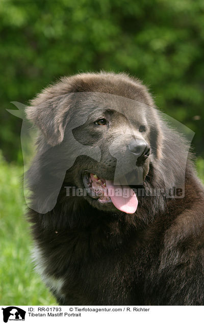 Do Khyi / Tibetan Mastiff Portrait / RR-01793