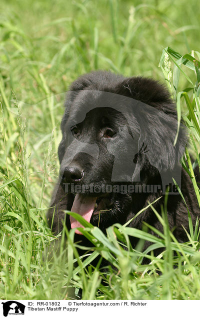 Do Khyi Welpe / Tibetan Mastiff Puppy / RR-01802
