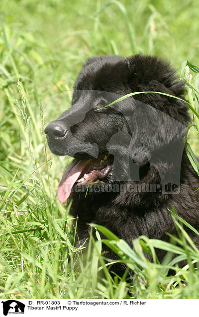 Do Khyi Welpe / Tibetan Mastiff Puppy / RR-01803
