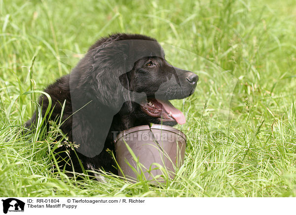 Do Khyi Welpe / Tibetan Mastiff Puppy / RR-01804