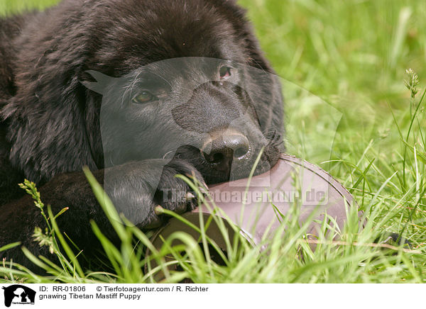 knabbernder Do Khyi Welpe / gnawing Tibetan Mastiff Puppy / RR-01806