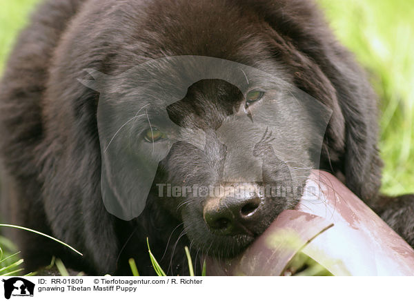 knabbernder Do Khyi Welpe / gnawing Tibetan Mastiff Puppy / RR-01809