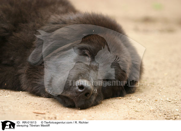 schlafender Do Khyi / sleeping Tibetan Mastiff / RR-01813