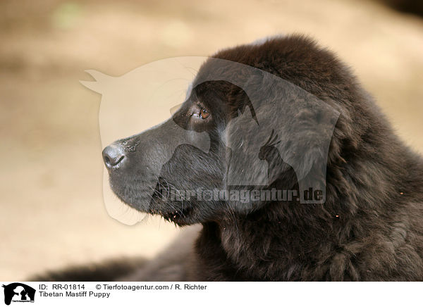 Do Khyi Welpe / Tibetan Mastiff Puppy / RR-01814