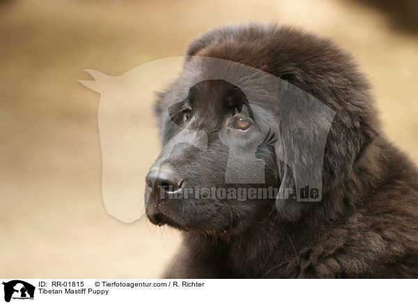 Tibetan Mastiff Puppy / RR-01815