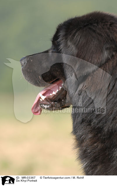 Do Khyi Portrait / MR-03367