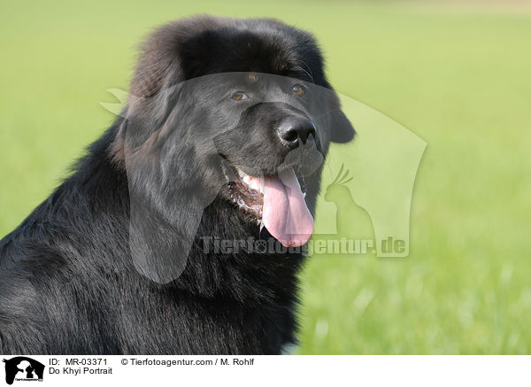 Do Khyi Portrait / MR-03371