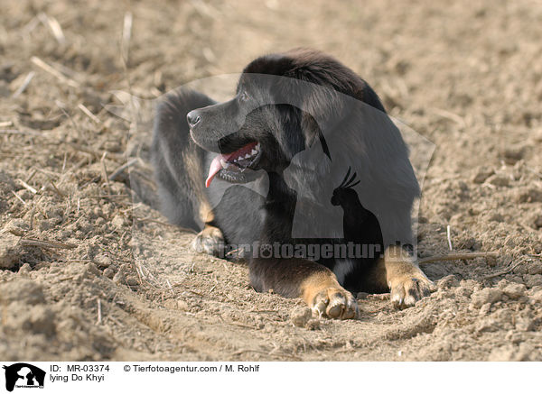 lying Do Khyi / MR-03374