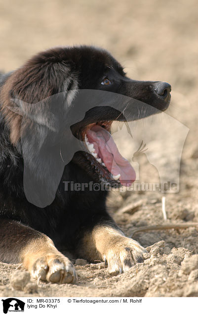 lying Do Khyi / MR-03375