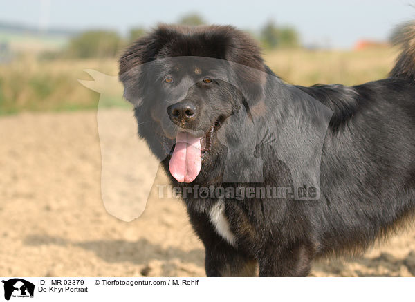 Do Khyi Portrait / MR-03379