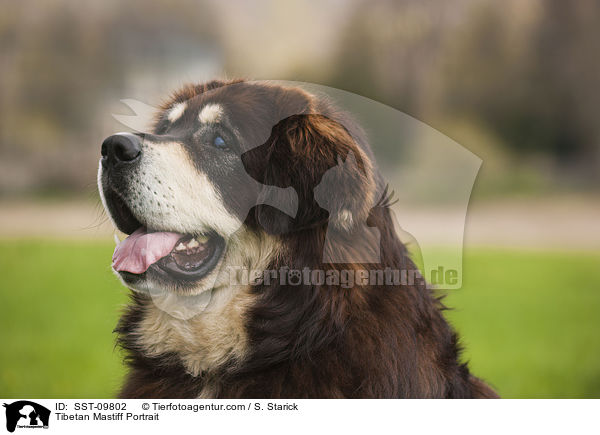 Do Khyi Portrait / Tibetan Mastiff Portrait / SST-09802