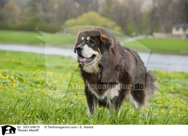 Do Khyi / Tibetan Mastiff / SST-09815