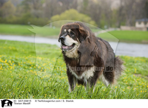 Tibetan Mastiff / SST-09815