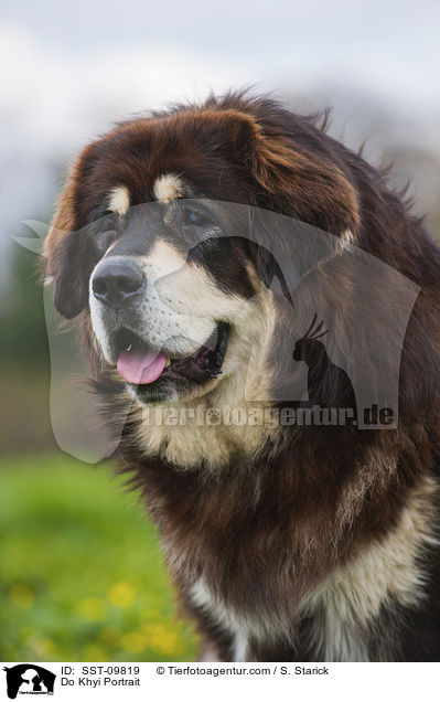 Do Khyi Portrait / Do Khyi Portrait / SST-09819