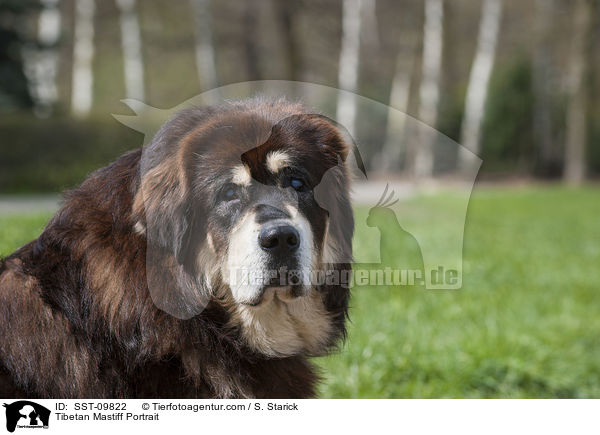 Tibetan Mastiff Portrait / SST-09822