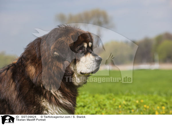 Tibetan Mastiff Portrait / SST-09824
