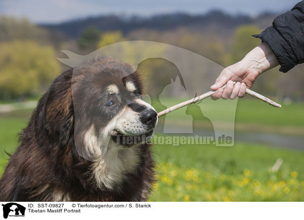 Do Khyi Portrait / Tibetan Mastiff Portrait / SST-09827