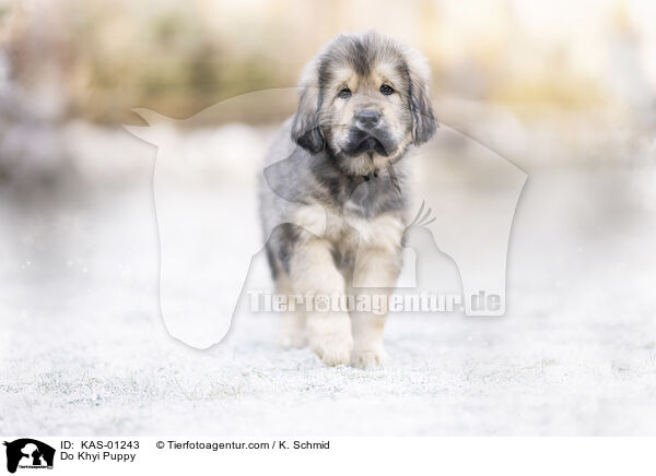 Do Khyi Welpe / Do Khyi Puppy / KAS-01243