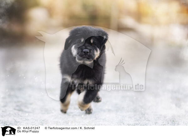 Do Khyi Welpe / Do Khyi Puppy / KAS-01247