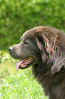 Tibetan Mastiff Profile