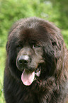 Tibetan Mastiff Portrait