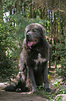 sitting Tibetan Mastiff