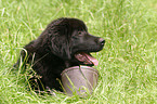 Tibetan Mastiff Puppy