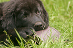 gnawing Tibetan Mastiff Puppy