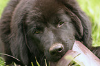 gnawing Tibetan Mastiff Puppy