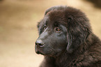 Tibetan Mastiff Puppy