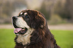 Tibetan Mastiff Portrait