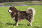 Tibetan Mastiff