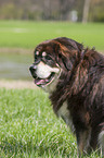 Tibetan Mastiff Portrait