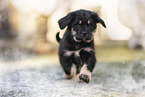 Do Khyi Puppy