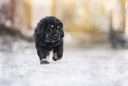 Do Khyi Puppy